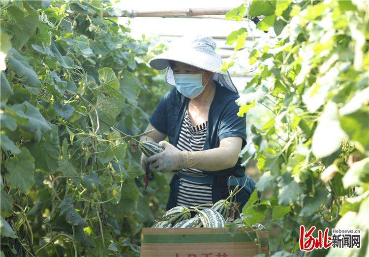 固安：“甜蜜果”助农增收