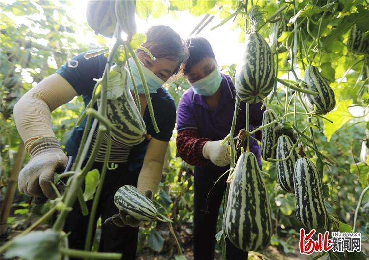固安：“甜蜜果”助农增收