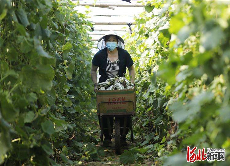 固安：“甜蜜果”助农增收
