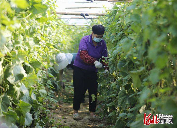 固安：“甜蜜果”助农增收