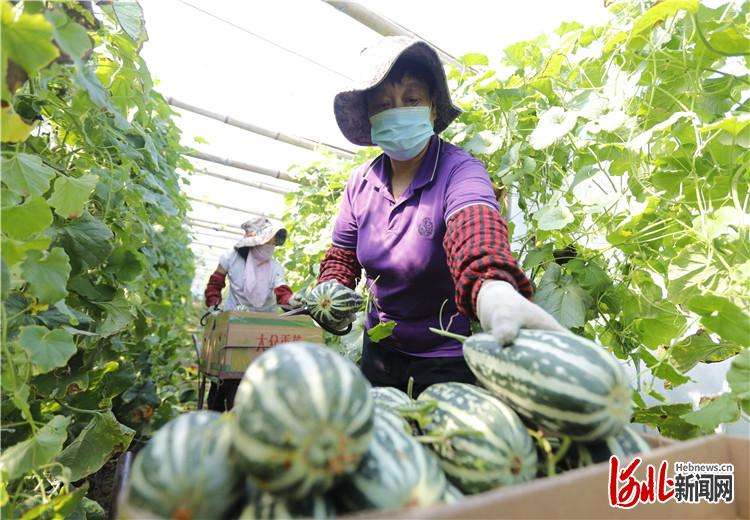 固安：“甜蜜果”助农增收