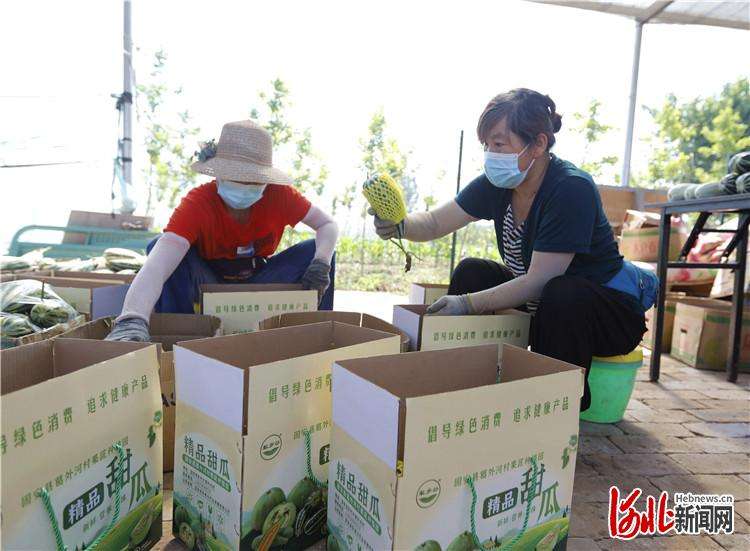 固安：“甜蜜果”助农增收