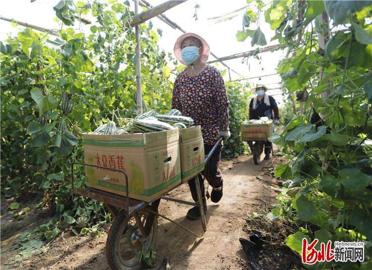 固安：“甜蜜果”助农增收