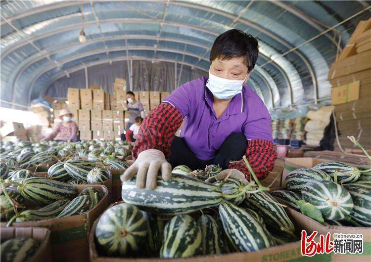 固安：“甜蜜果”助农增收