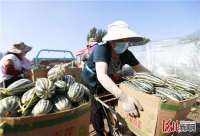 固安：“甜蜜果”助农增收