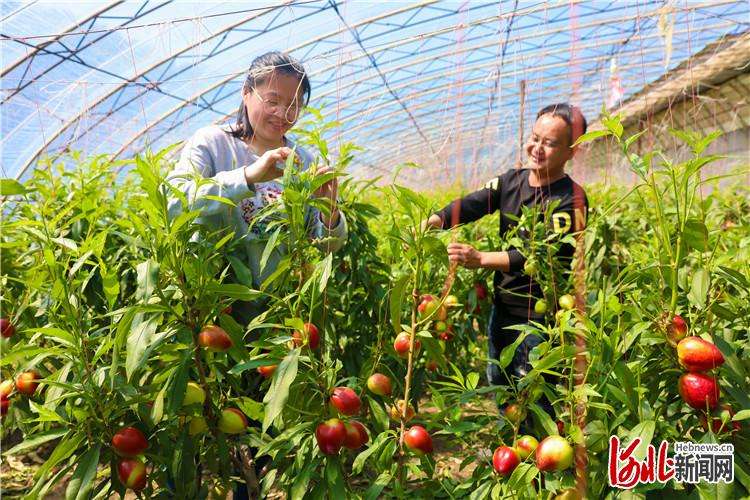 栗香湖畔油桃红