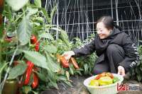 河北隆尧：管好“菜园子” 保障“菜篮子”
