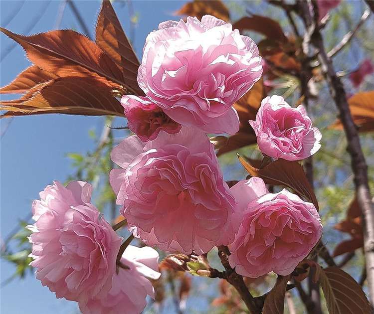 唐山市区仲春赏花地图