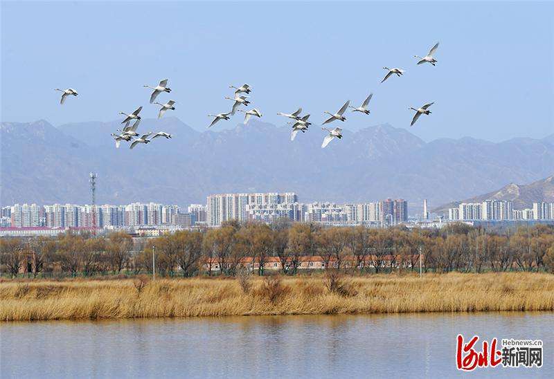 河北怀来：生态环境优 候鸟如约至