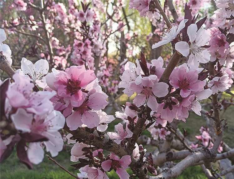 唐山市区仲春赏花地图
