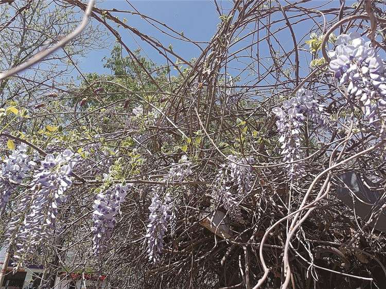 唐山市区仲春赏花地图