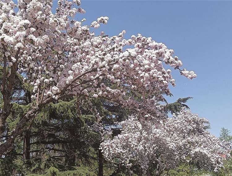 唐山市区仲春赏花地图