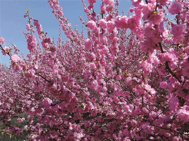唐山市区仲春赏花地图