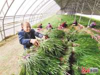 武邑县开拓电商新路径 户年均增收5000元以上