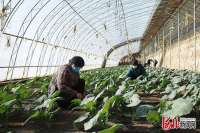 丰宁有机蔬菜摆上北京冬奥会餐桌