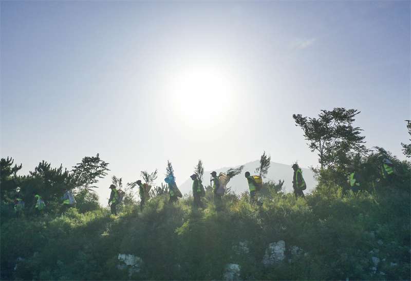 河北遵化：雨季荒山造林忙