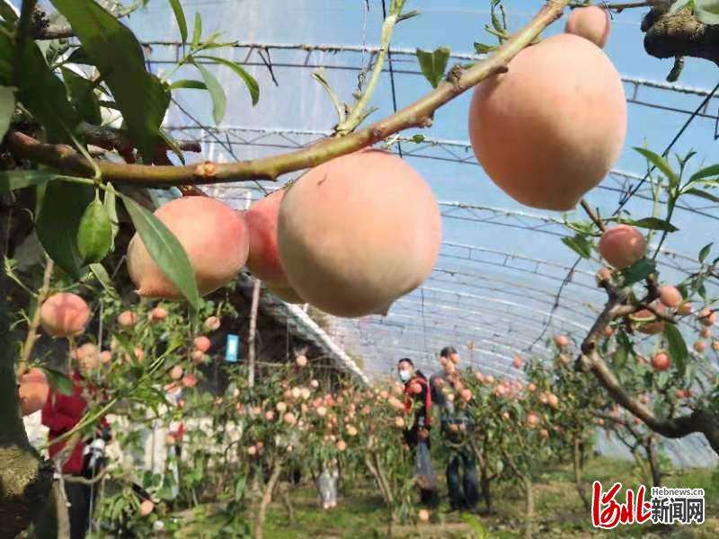 河北迁西：桃子熟了