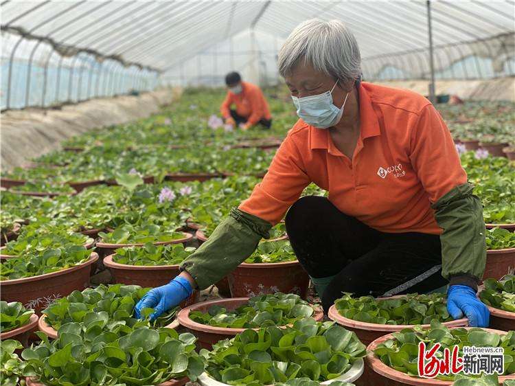 三河“荷花经济”助农增收