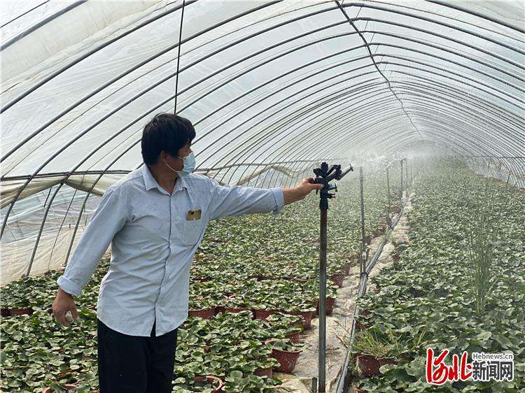 三河“荷花经济”助农增收