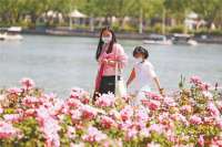 廊坊市文化公园月季花开香满园