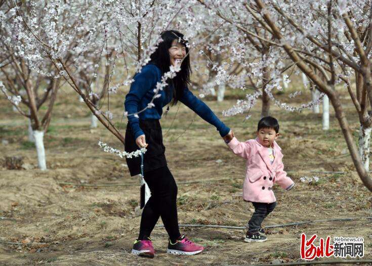 河北雄安新区：千年秀林桃花盛开