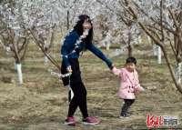 河北雄安新区：千年秀林桃花盛开