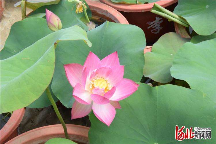三河“荷花经济”助农增收