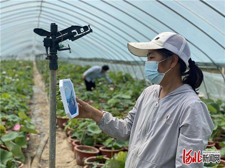 三河“荷花经济”助农增收