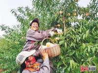 河北阜城县崔家庙镇张家桥村：冬桃红了，日子甜了