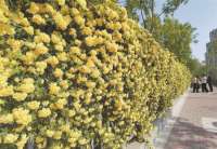 石家庄木香花开成瀑 引来游人无数