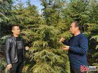 河北邢台：苗木种植绿了村庄富了村民