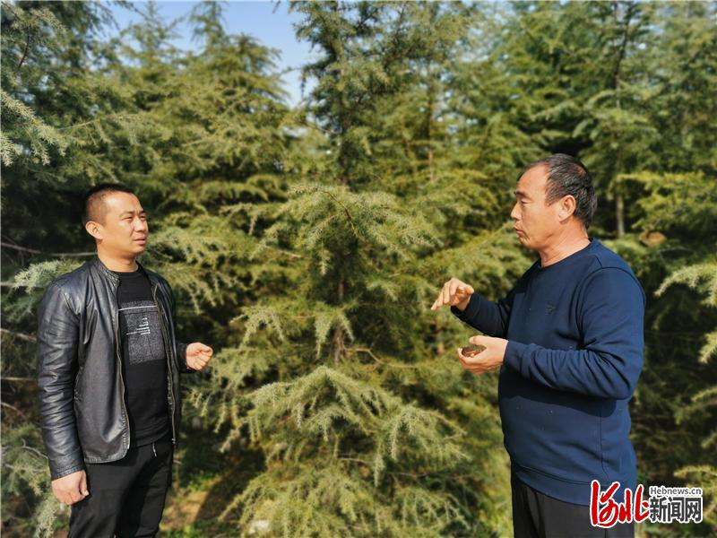 河北邢台：苗木种植绿了村庄富了村民