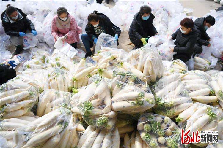 11万斤送万家 乐亭“蔬菜包”温暖唐山市区困难居民