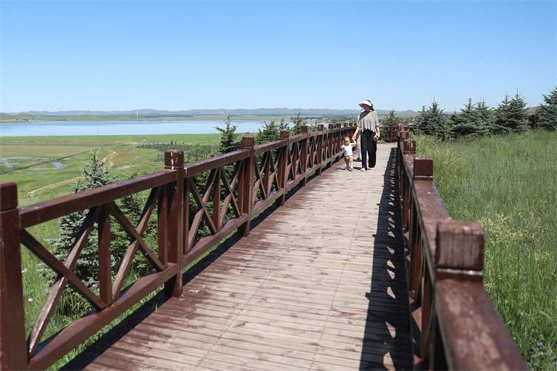 张家口坝上迎来夏日旅游季