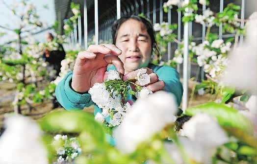 沽源樱桃花开富农家