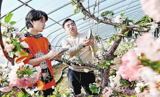 沽源樱桃花开富农家