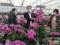 河北涿州蝴蝶兰鲜花俏销春节市场