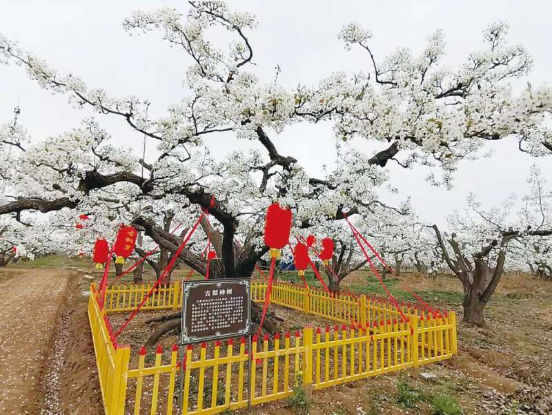这些“春观花”线路邀您春游石家庄