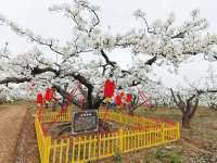 这些“春观花”线路邀您春游石家庄