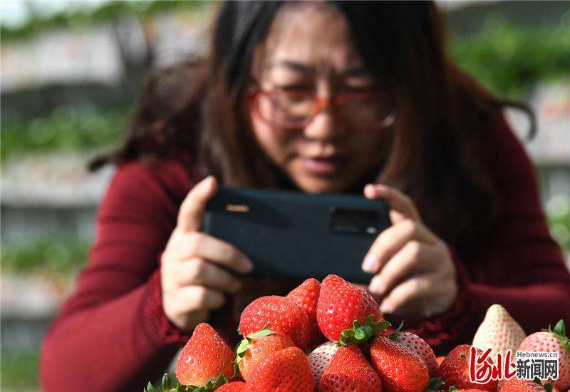 河北怀来：乐享草莓采摘季