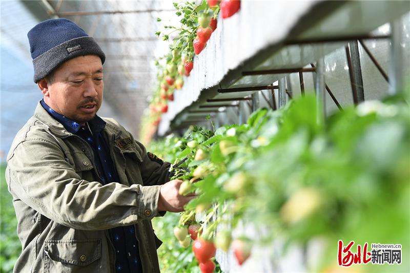 河北怀来：乐享草莓采摘季