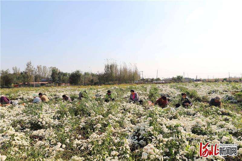 河北平乡：金秋时节采菊忙