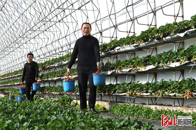 河北怀来：乐享草莓采摘季
