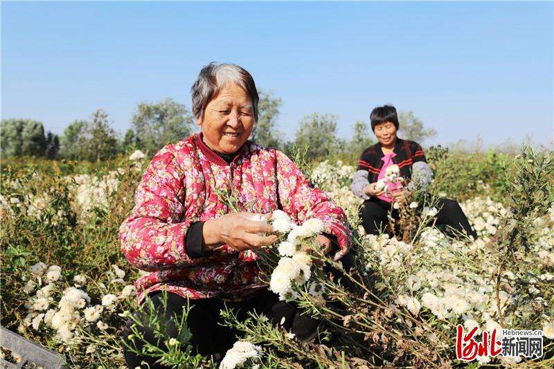 河北平乡：金秋时节采菊忙