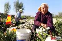 河北平乡：金秋时节采菊忙