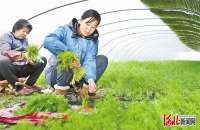 衡水故城：农民抢抓春种春管时机