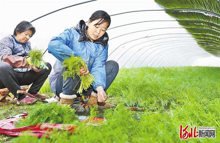 衡水故城：农民抢抓春种春管时机