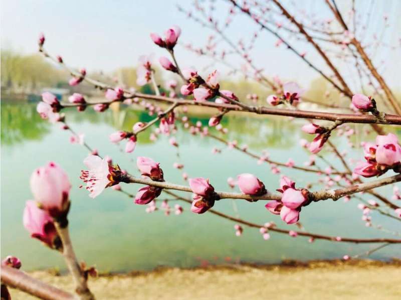 这份石家庄水畔赏花地图请收好