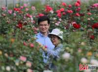 固安：月季产业带动乡村振兴