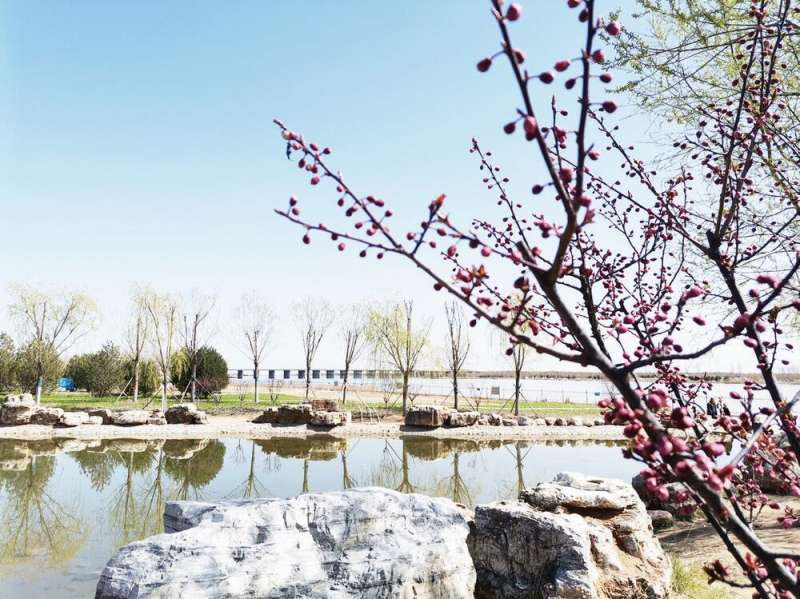 这份石家庄水畔赏花地图请收好